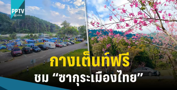 泰国清迈樱花盛开