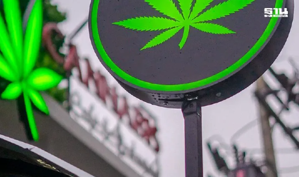 泰公共卫生部公布近3年管控大麻成果