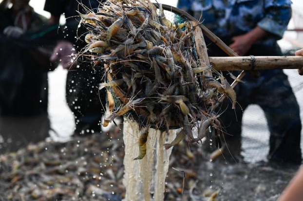 今年泰国虾产量保持在28万吨