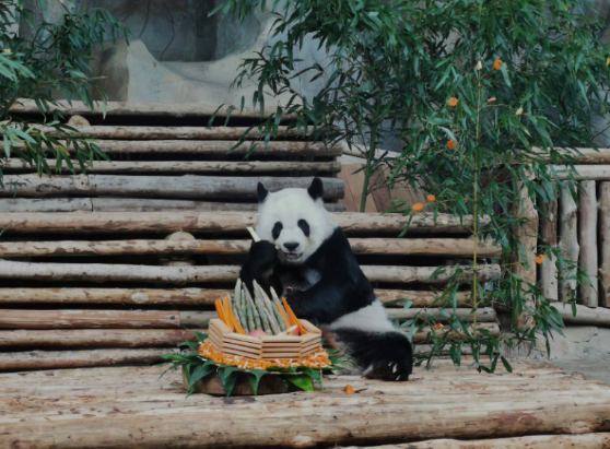 清迈动物园为旅泰大熊猫“林惠