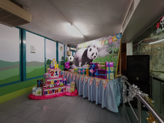 清迈动物园为旅泰大熊猫“林惠”举办21岁生日派对