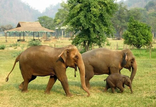 去泰国旅游要到哪里看大象呢(泰国旅游攻略)